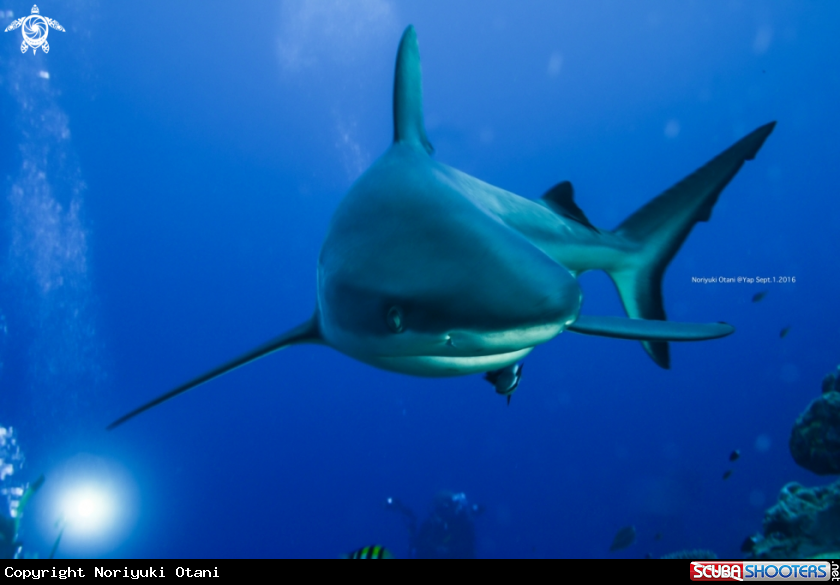 A Shark