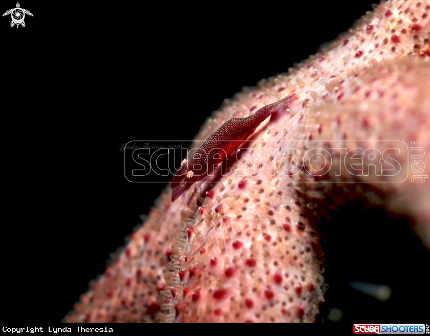 A Commensal/Starfish Shrimp