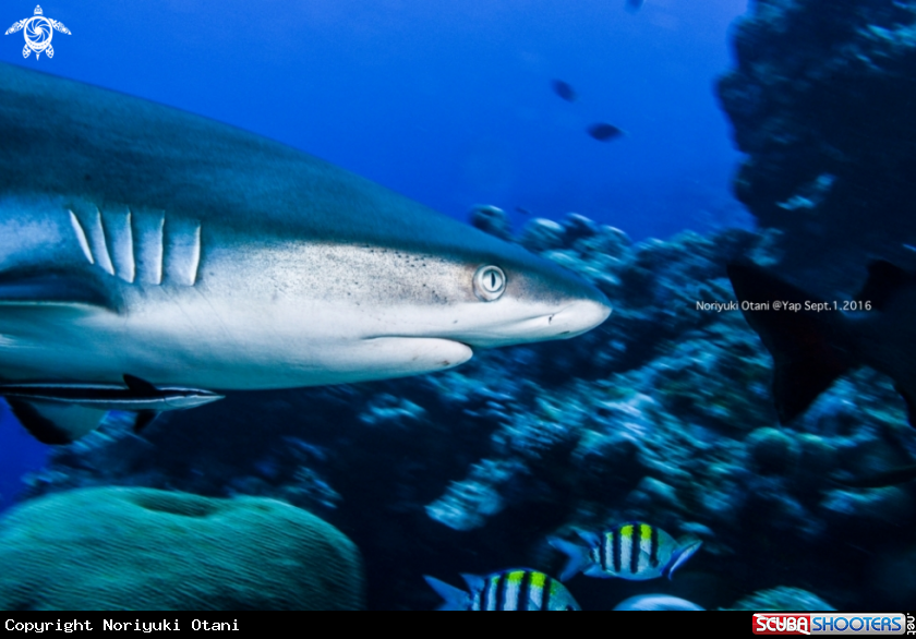 A Grey reef shark