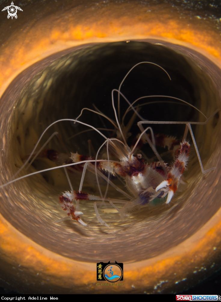 A Banded coral shrimp