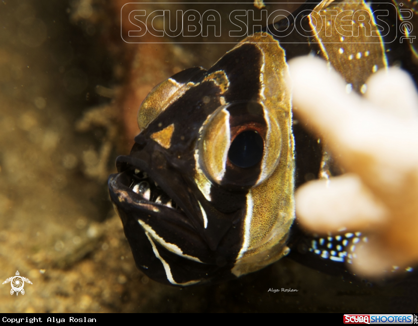 A Banggai Cardinalfish