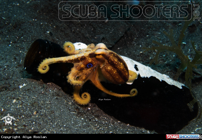 A Octopus Mototi
