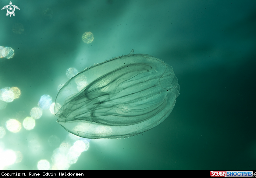 A Comb jelly
