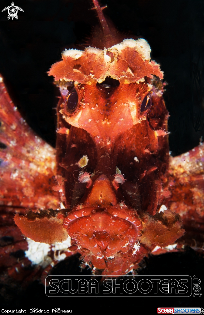 A rhinopias