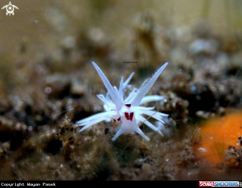 A Okenia Brunneomaculata
