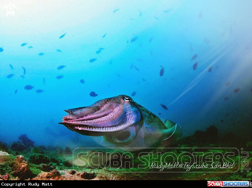 A cuttleffish