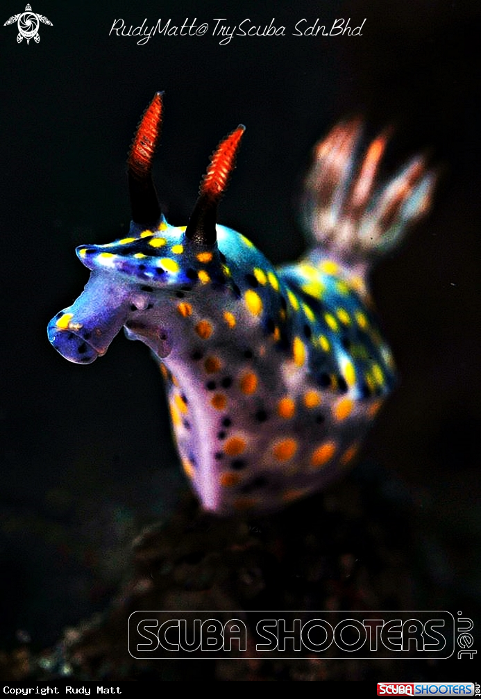 A Nudibranch
