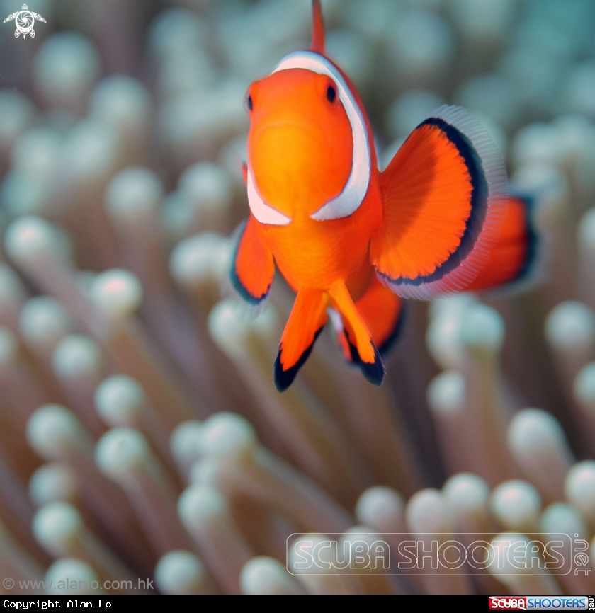 A nemo