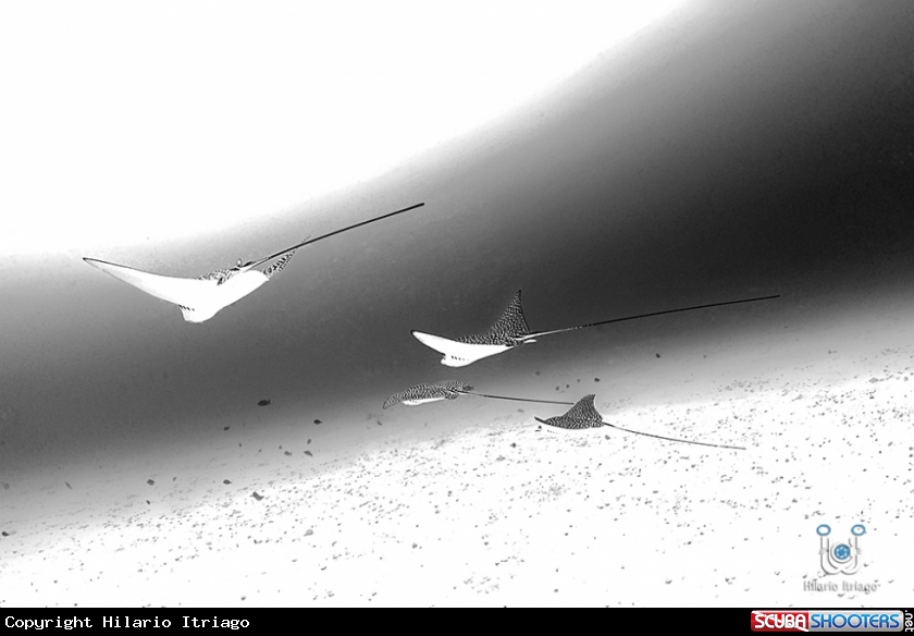 A Eagle Rays
