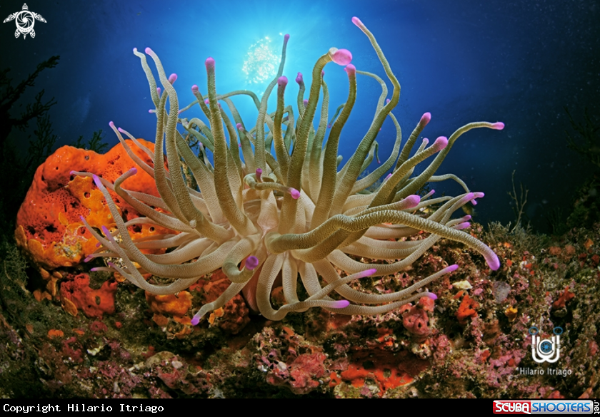 A Anemonae