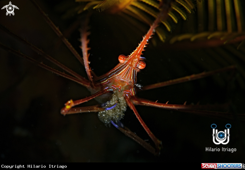A Arrowcrab