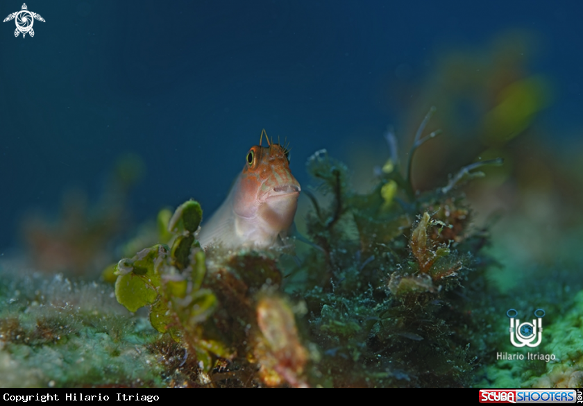 A Blenny
