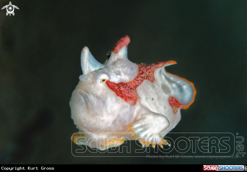 A Froggfish