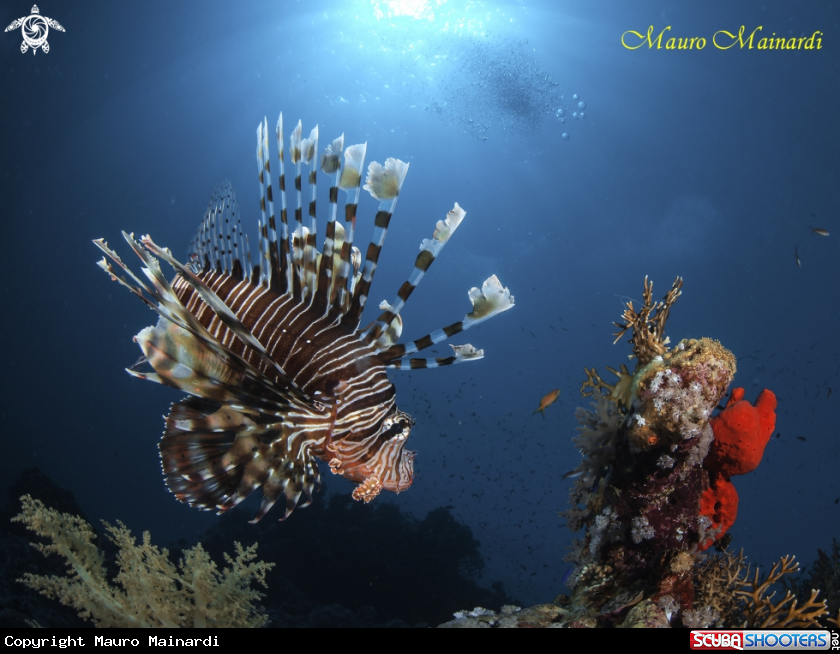 A Lionfish