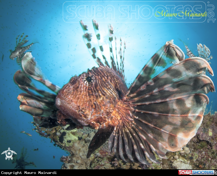 A Lionfish