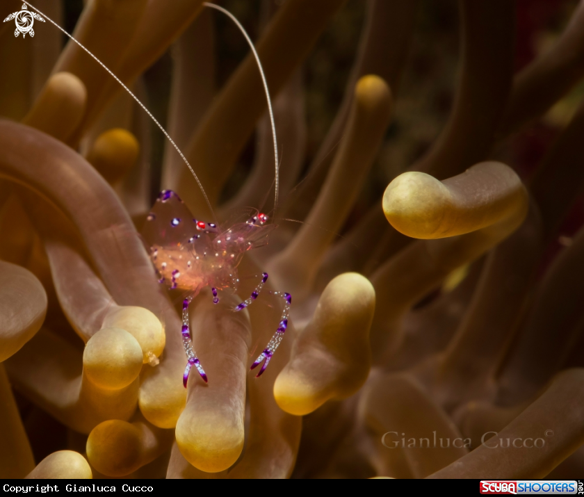 A Commensal shrimp,Gamberetto commensale