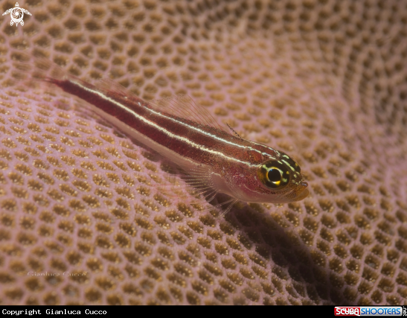 A  Striped triplefin,Trepinne striato –  (Helcogramma striatum) 