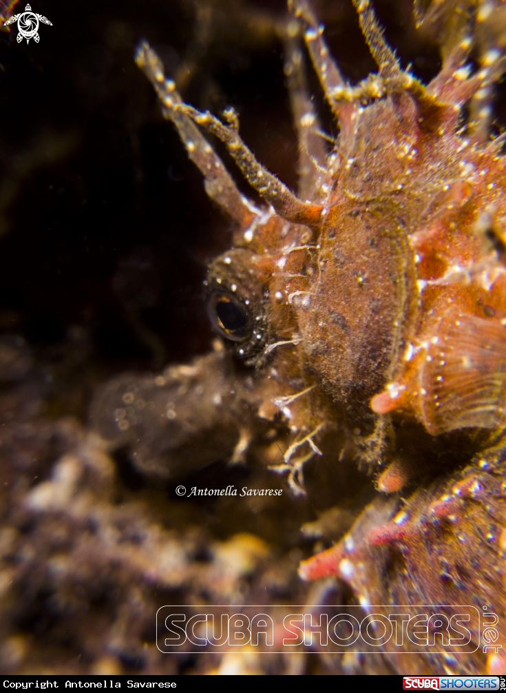 A hippocampus gattulatus