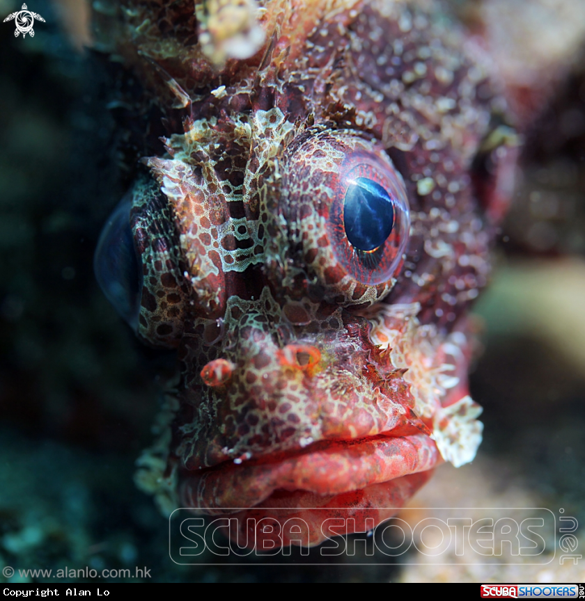 A Lion fish