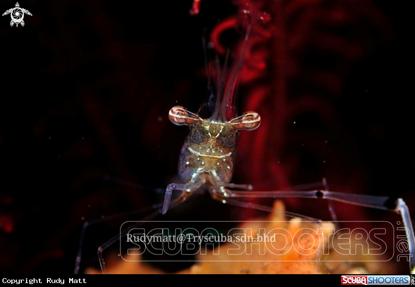A Shrimp