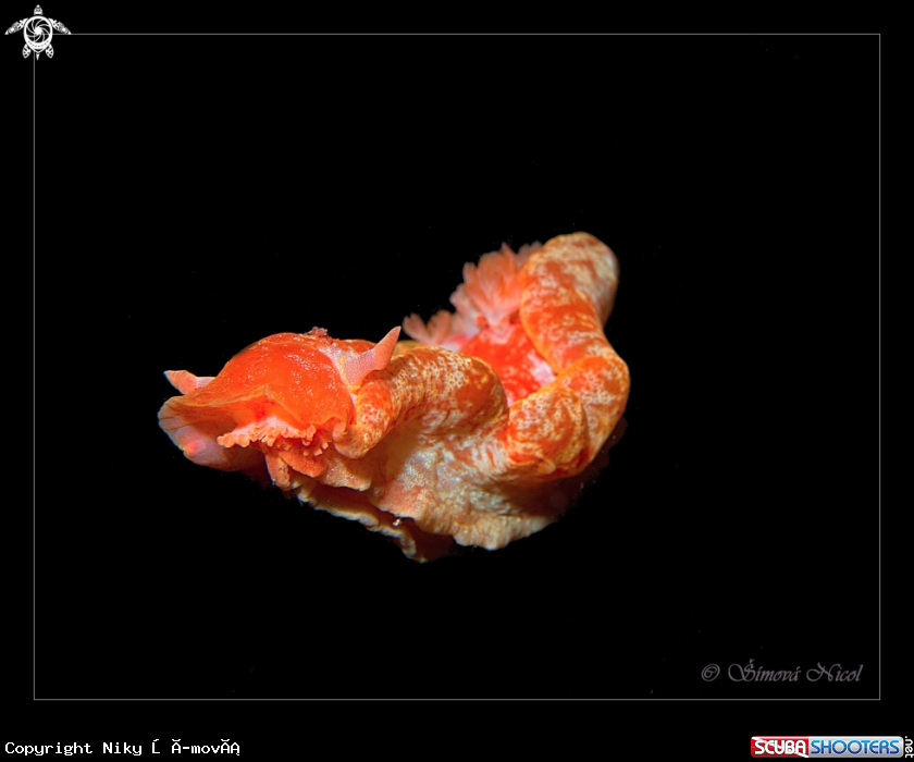 A Spanish dancer