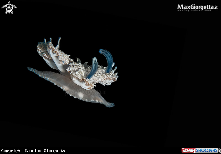 A jellyfish cassiopea