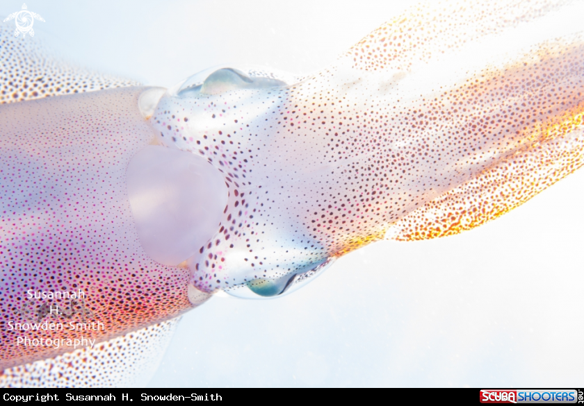 A Caribbean reef squid