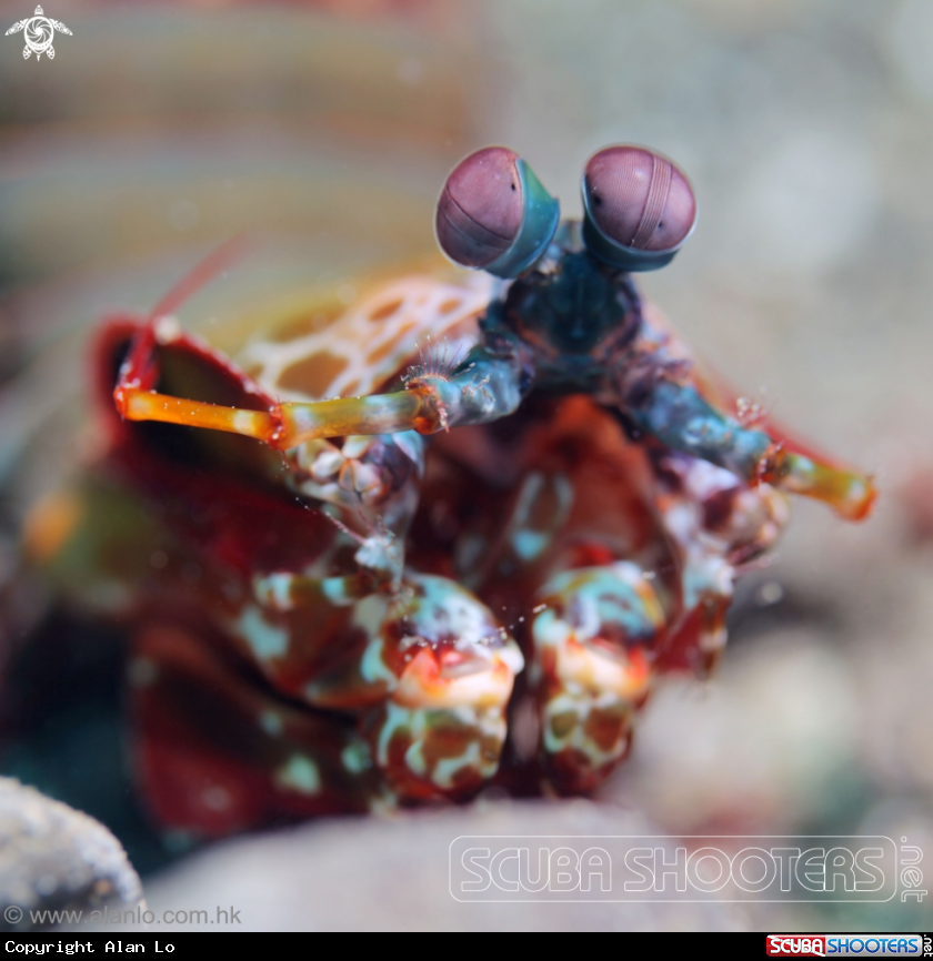A mantis shrimp