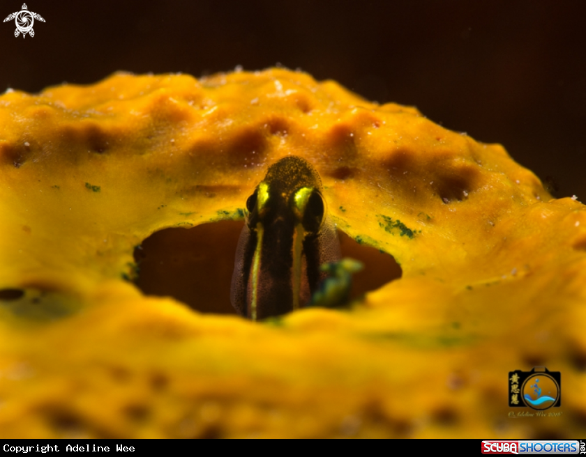 A Yellowline goby