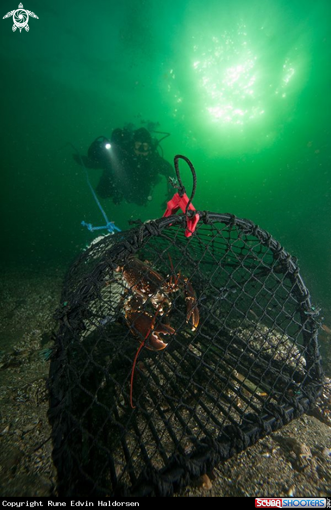 A Lobster