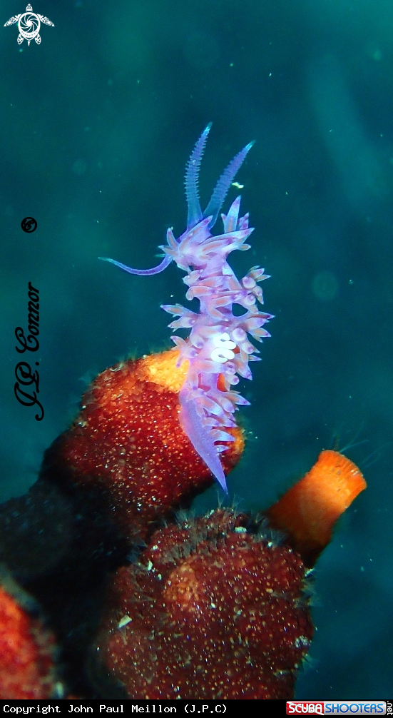 A FLABELLINE MAUVE