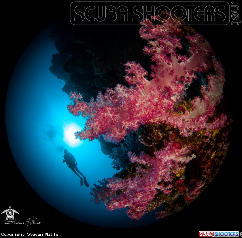 A Soft coral