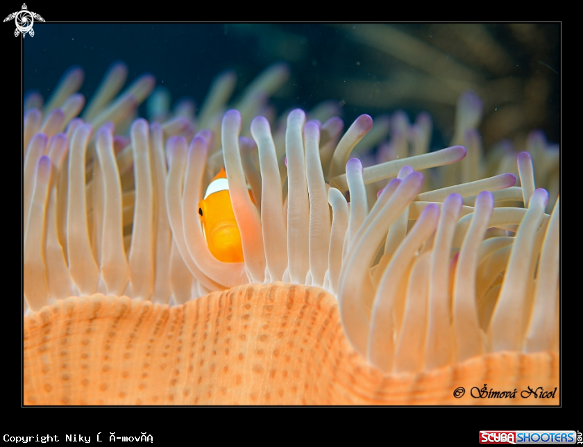 A nemo