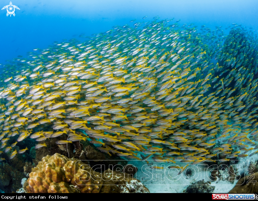 A Big Eye Snapper