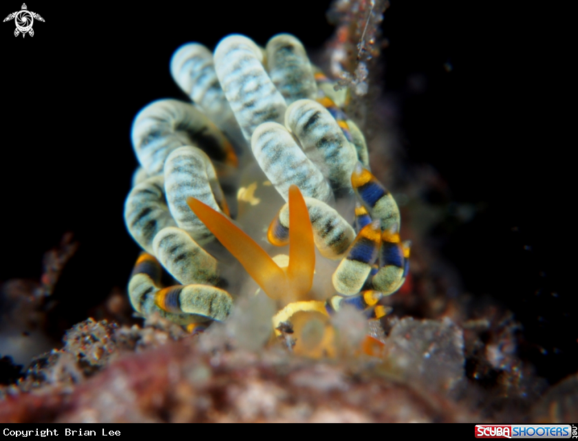 A Nudibranch