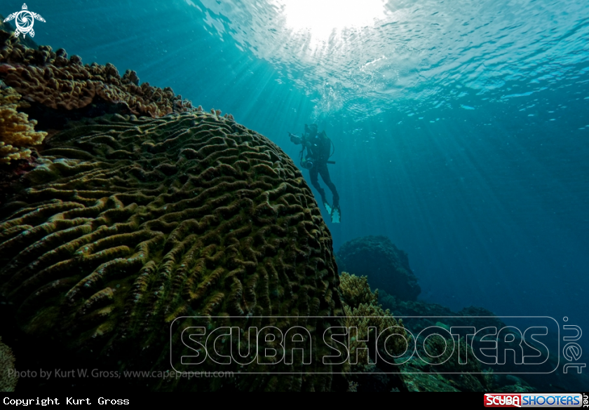 A Coral