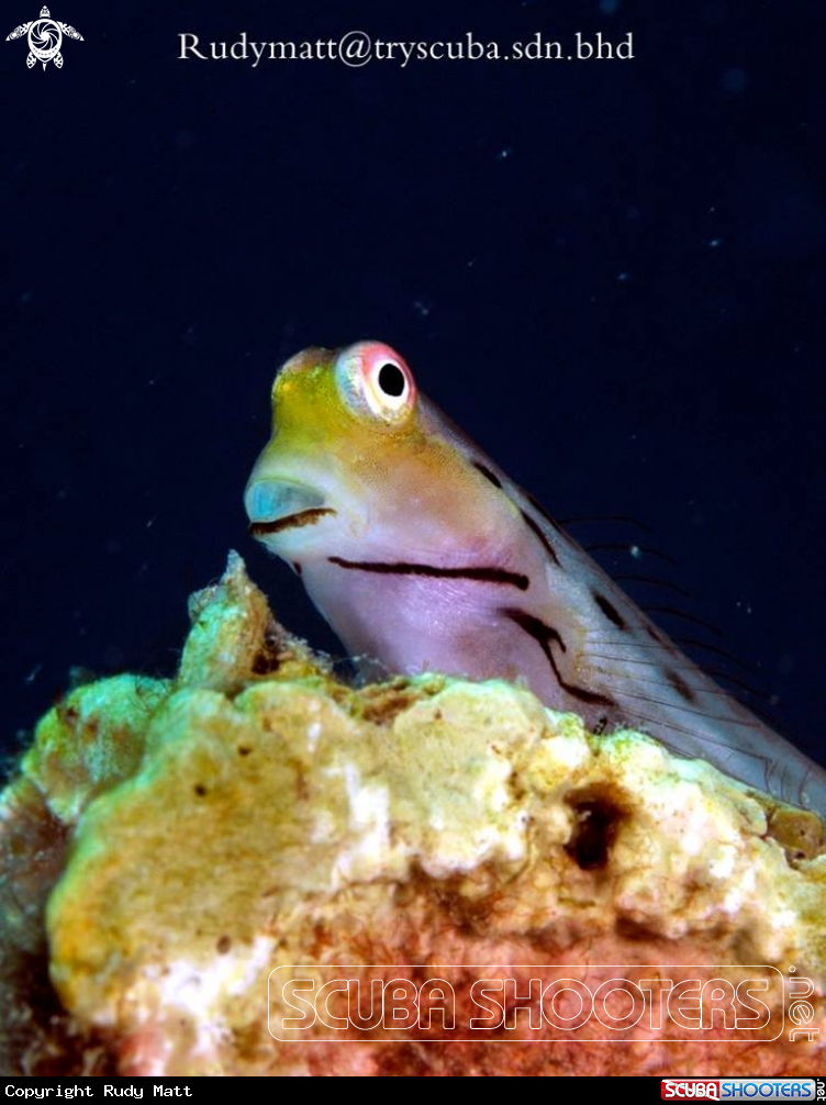 A Blenny