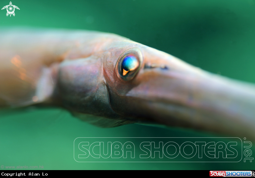 A trumpet fish