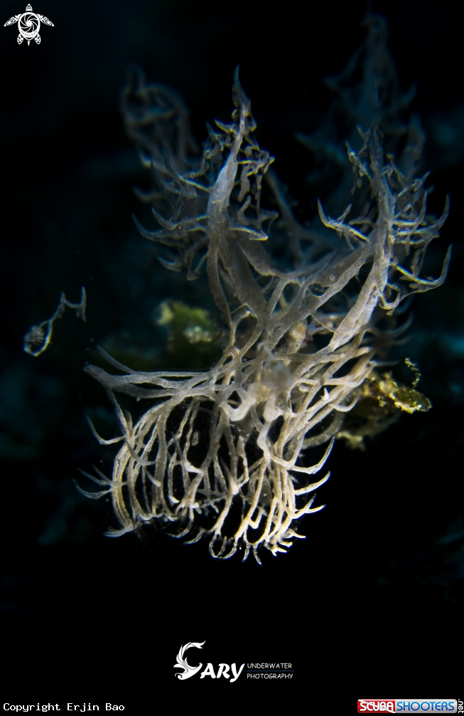 A Melibe Colemani