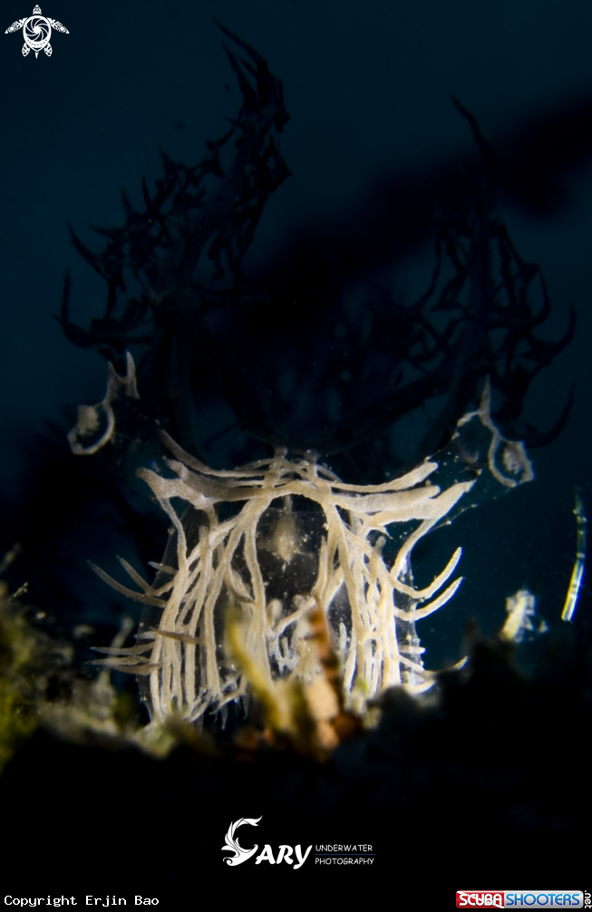 A Melibe Colemani