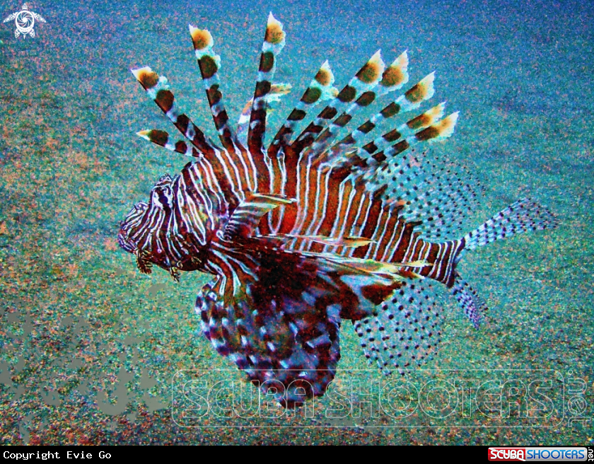 A Lionfish