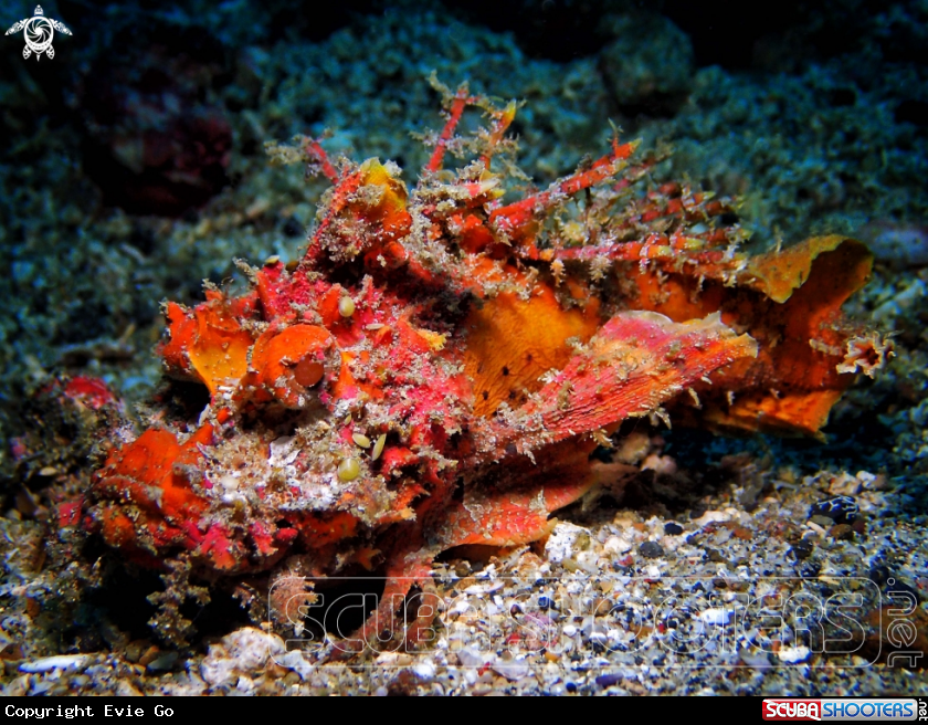 A Scorpionfish