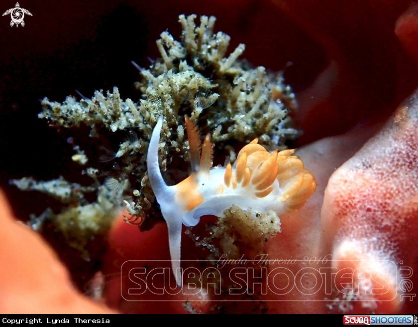A Moridilla brockii