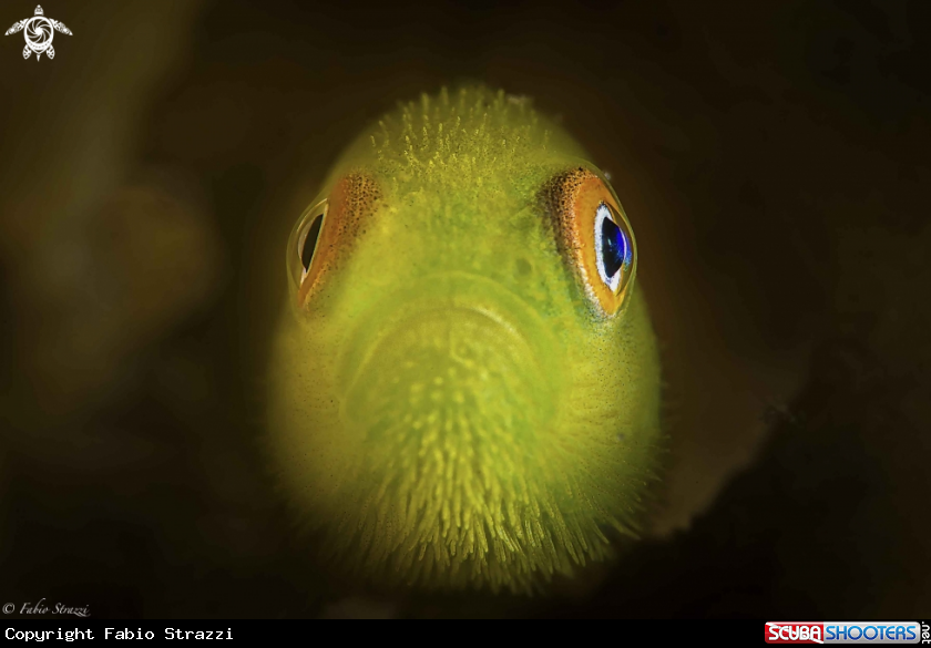 A Hairy goby