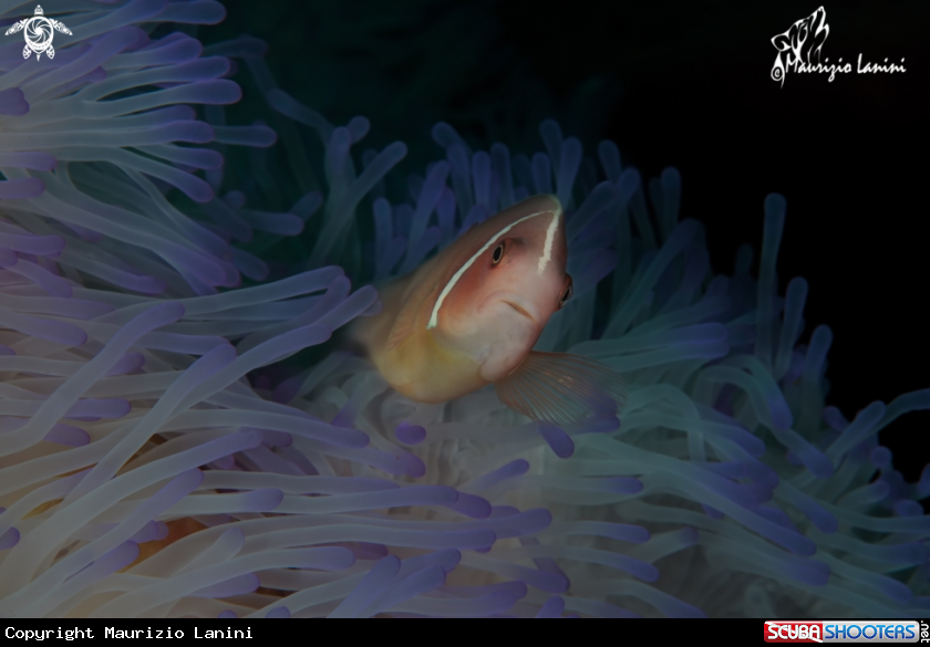 A Clownfish