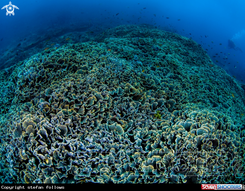A Coral