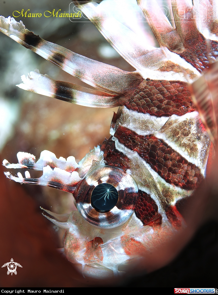 A Lionfish