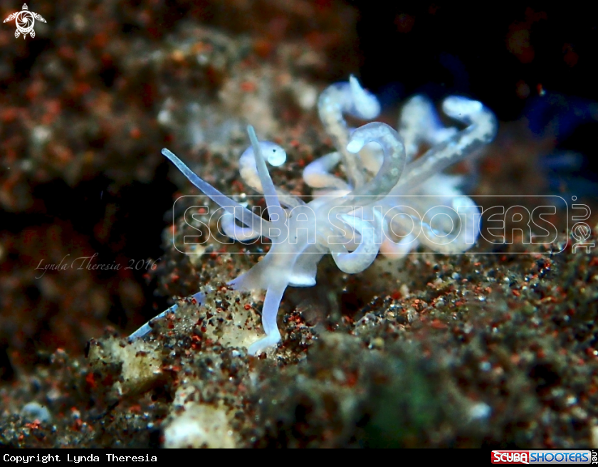 A Phyllodesmium poindimiei