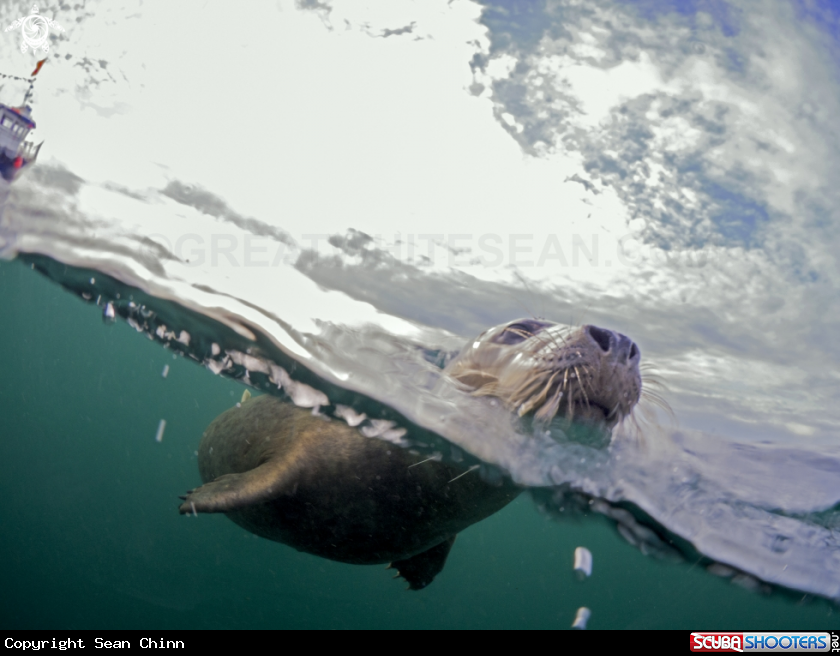 A Grey Seal