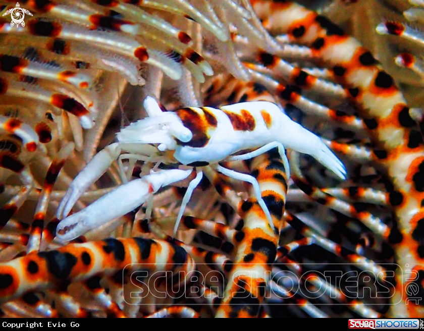 A Crinoid Commensal Shrimp